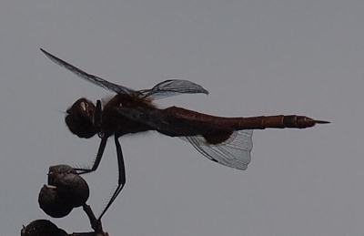 [All color is nearly gone in this image so the dragonfly appears nearly all black thus emphasizing the outline of it.]